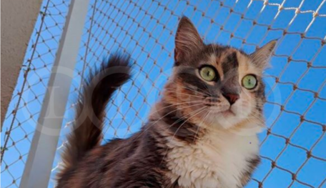 Branco-Anúncio-de-Vaga-de-Emprego-Post-para-Facebook-780×450 Rede de proteção para gatos: você sabe como escolher?