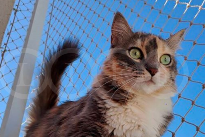 Rede de proteção para gatos: você sabe como escolher?