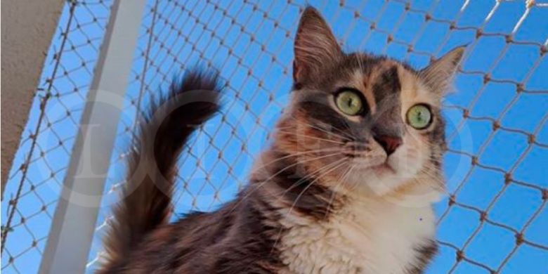 Branco-Anúncio-de-Vaga-de-Emprego-Post-para-Facebook-780×450 Rede de proteção para gatos: você sabe como escolher?