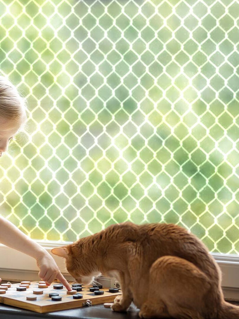 Rede de Proteção para Gatos e Animais Rede de Proteção para Gatos e Animais