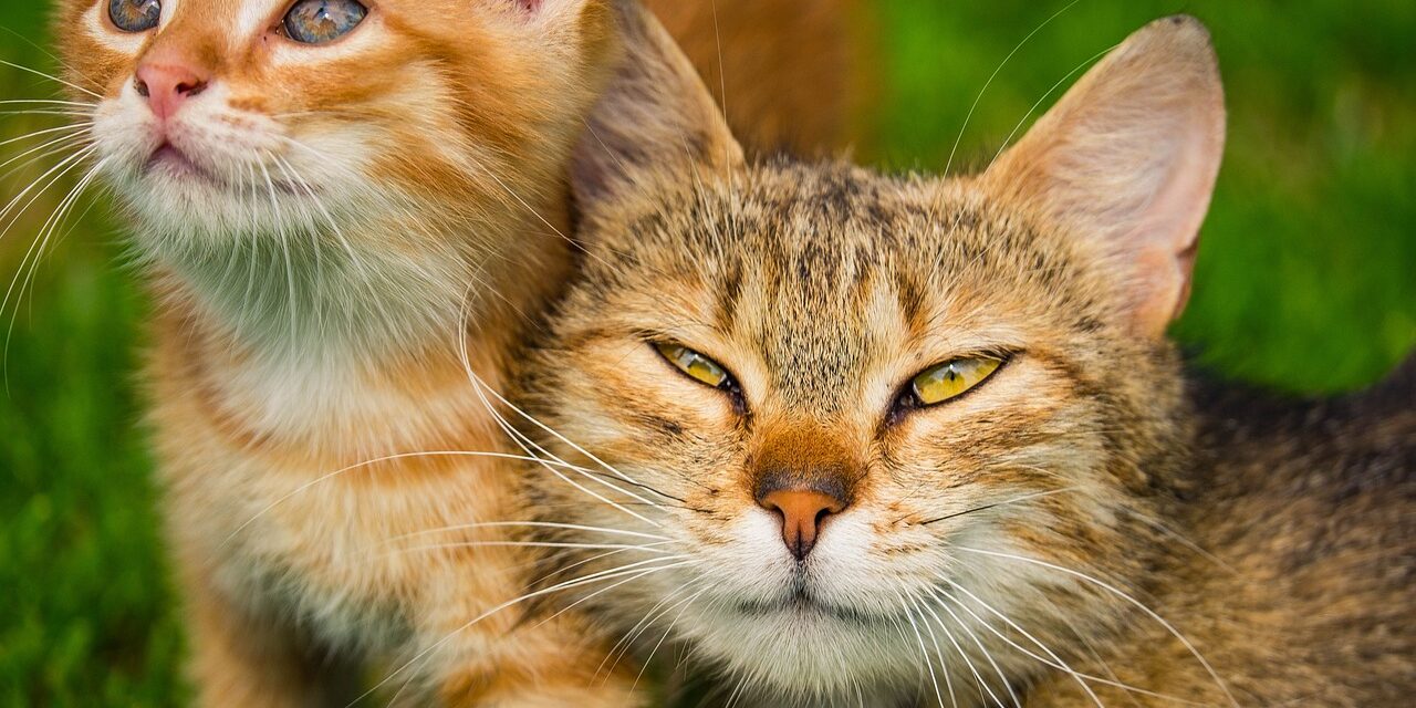 kitten-g1be61a11e_1280