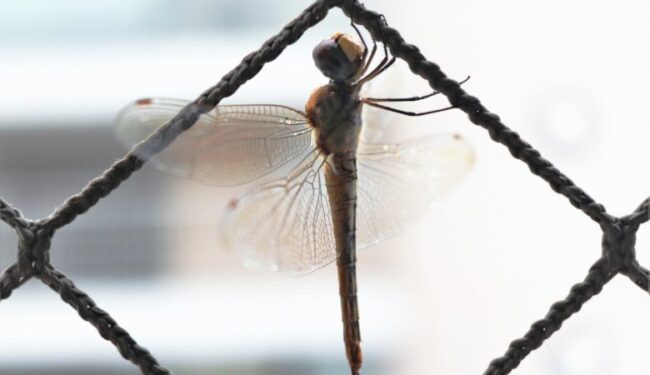 original-8dce24882ad9aec7aea50e7695b6acb7-780×450 Saiba como limpar a janela com rede de proteção