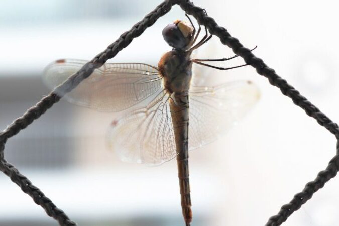 Saiba como limpar a janela com rede de proteção