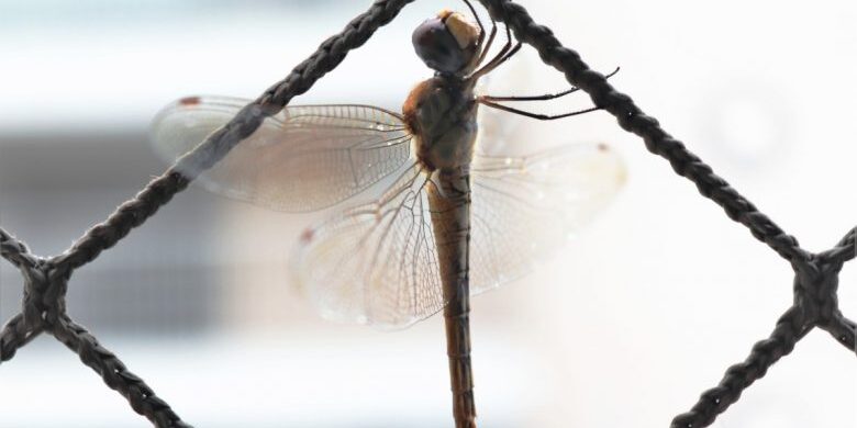 Saiba como limpar a janela com rede de proteção