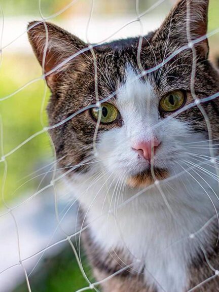 Rede de Proteção para Gatos e Animais Rede de Proteção para Gatos