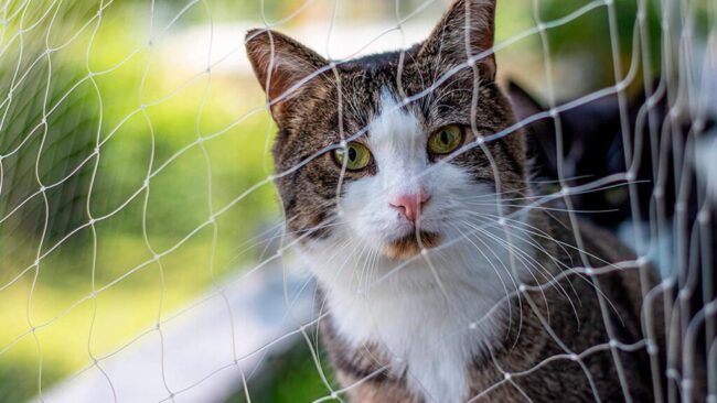 Rede de Proteção para Gatos