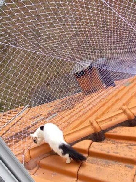 Rede de Proteção para Gatos e Animais Rede de Proteção para Gatos e Animais