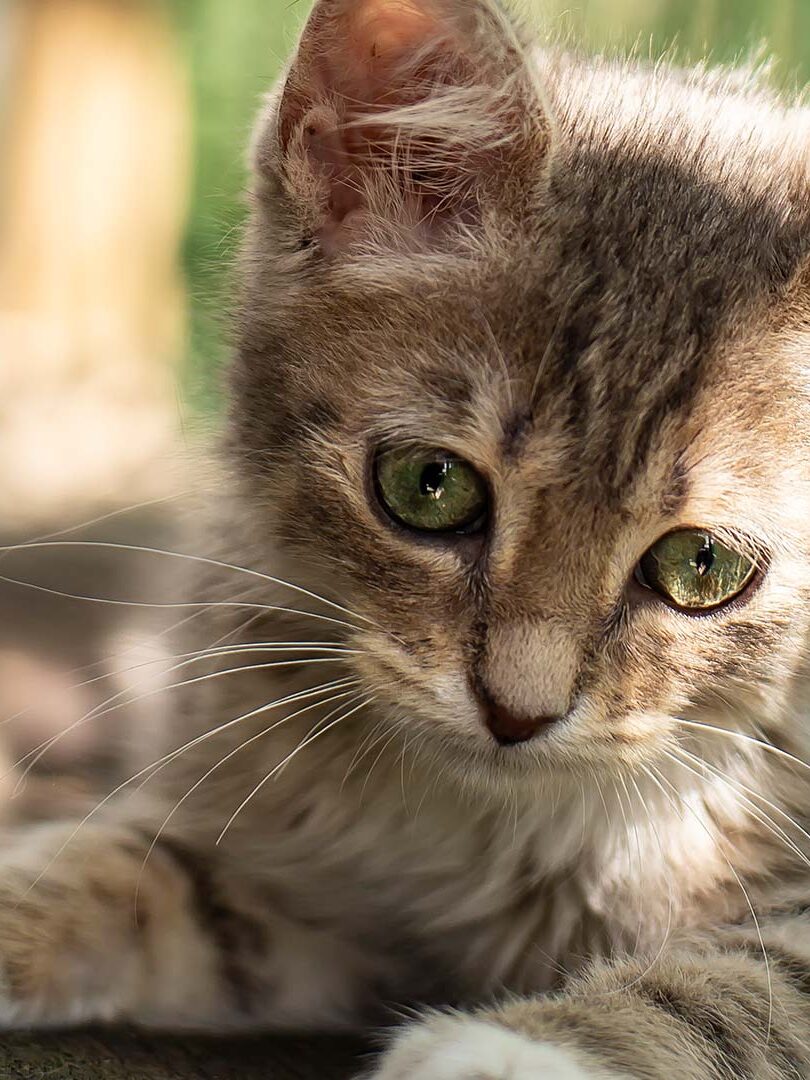 Rede de Proteção para Gatos e Animais Rede de Proteção para Gatos e Animais