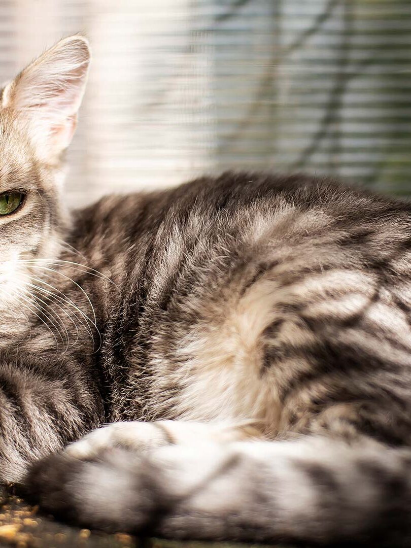 Rede de Proteção para Gatos e Animais Rede de Proteção para Gatos e Animais