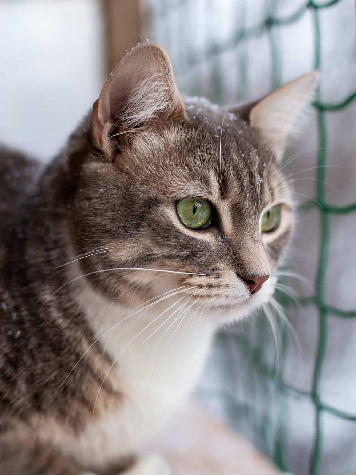 Rede de Proteção para Gatos e Animais redes de proteção para gatos