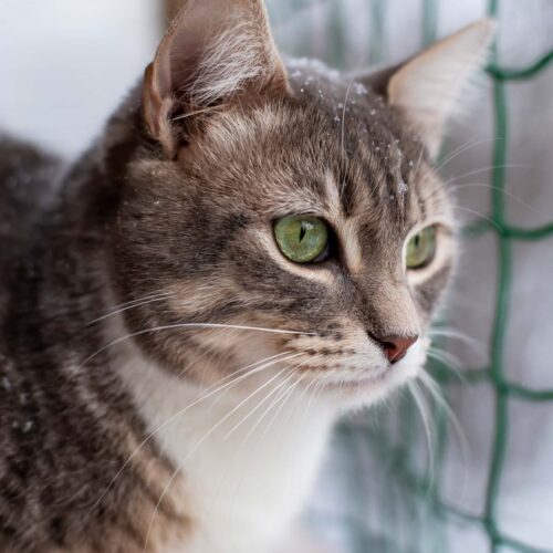 redes de proteção para gatos