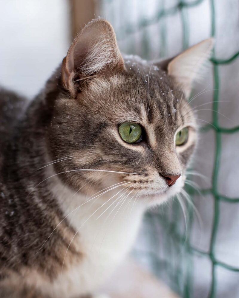 Rede de Proteção para Gatos e Animais redes de proteção para gatos