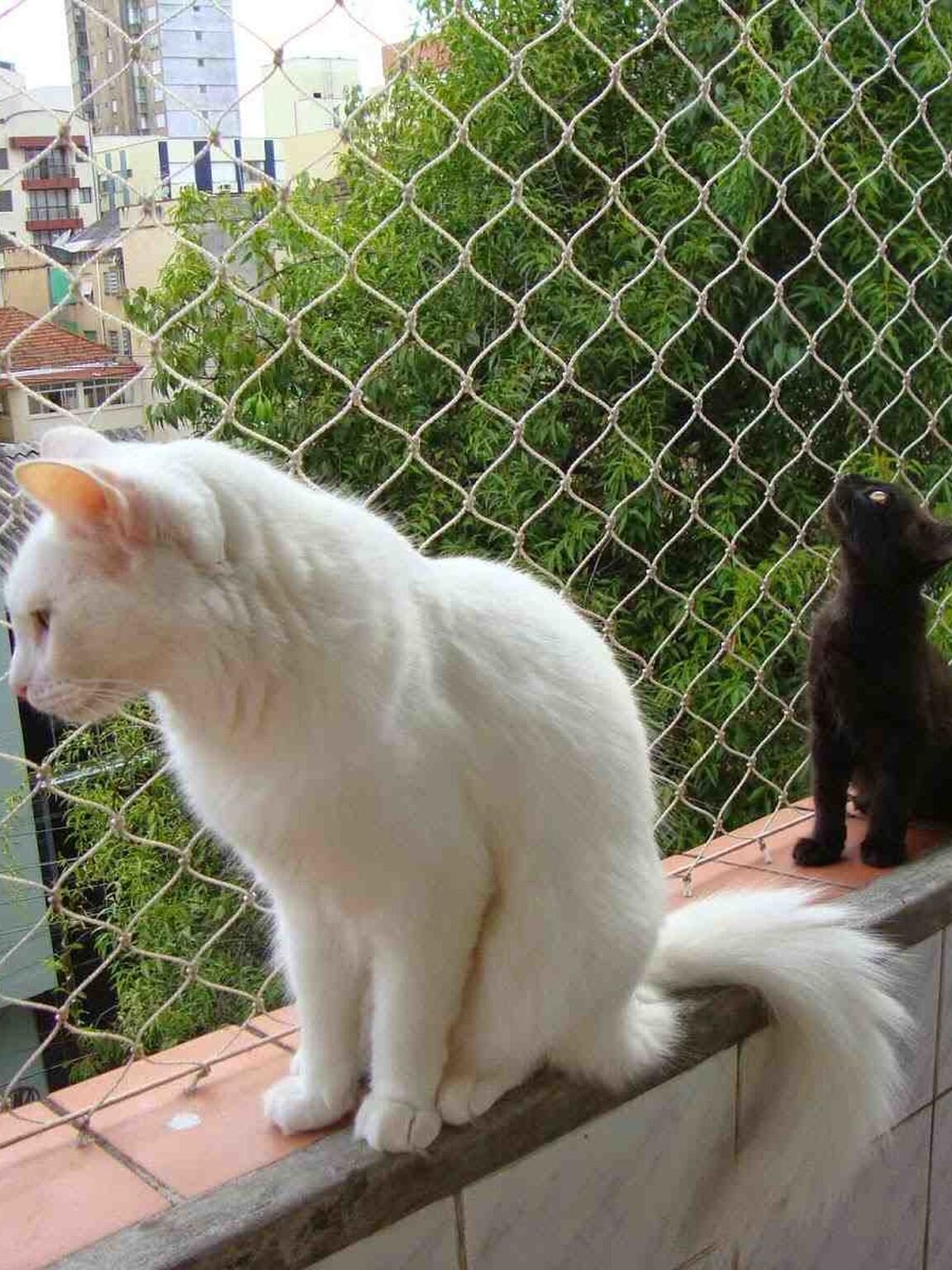 Rede de Proteção para Gatos e Animais Rede de Proteção para Gatos e Animais