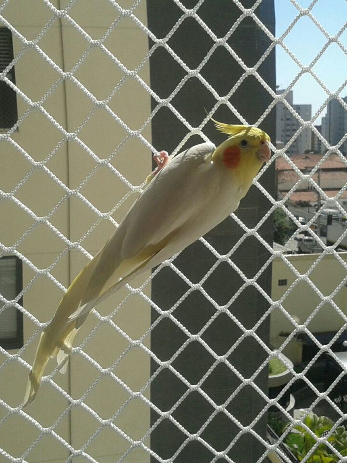 Rede de Proteção para Gatos e Animais Rede de Proteção para Gatos e Animais