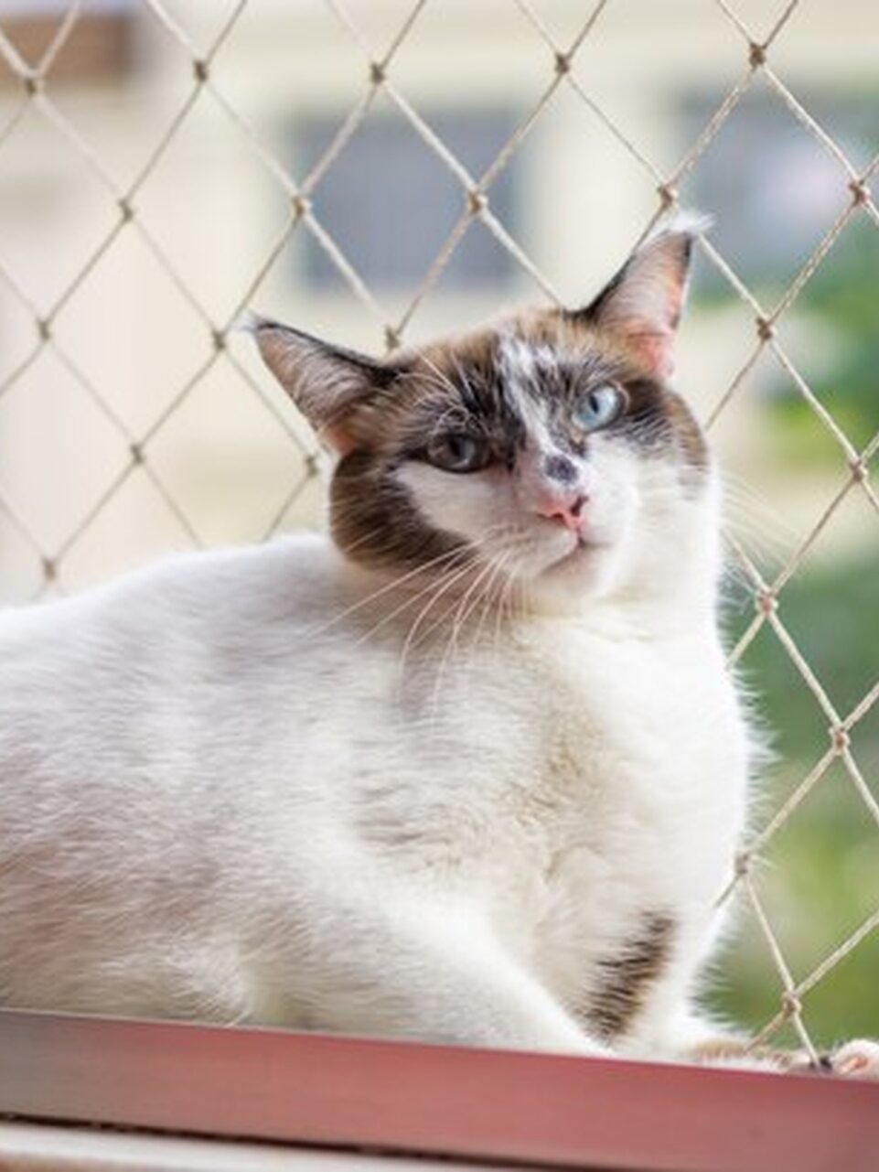 Rede de Proteção para Gatos e Animais Rede de Proteção para Gatos e Animais