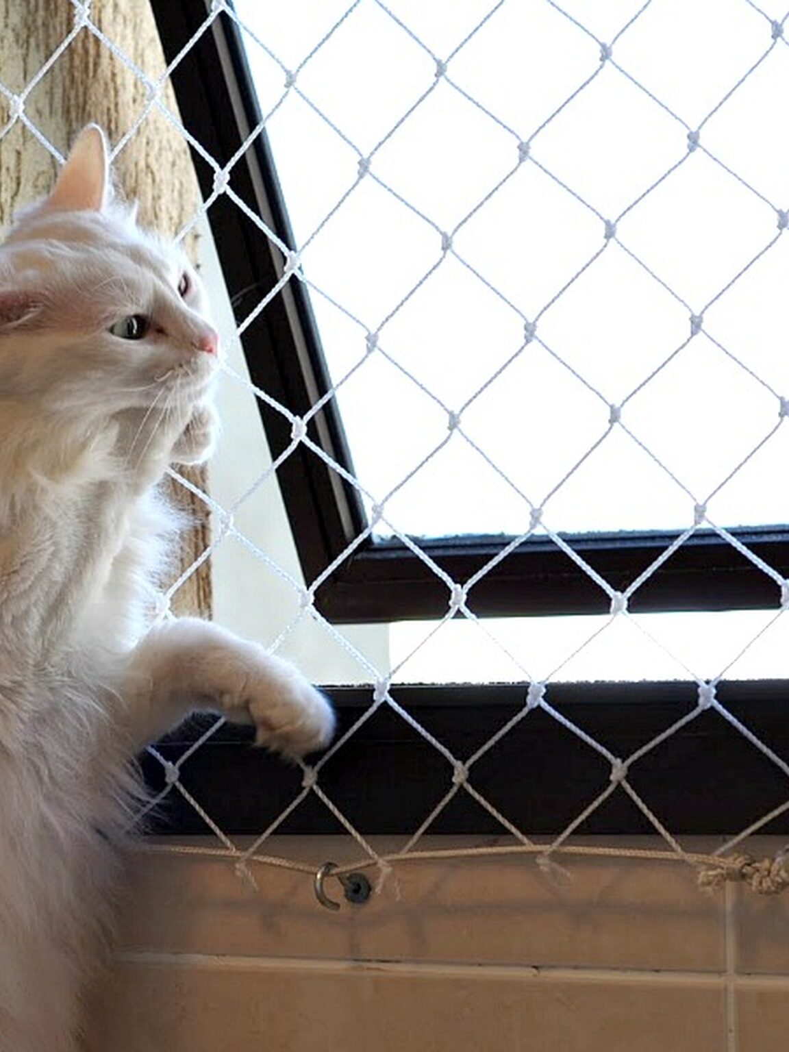 Rede de Proteção para Gatos e Animais Rede de Proteção para Gatos e Animais