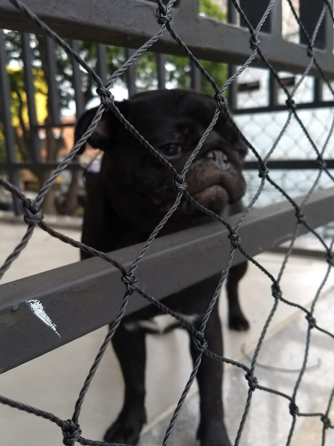 Rede de Proteção para Gatos e Animais Rede de Proteção para Gatos e Animais