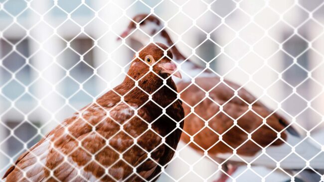 Instalação de Redes de Proteção e Telas de Proteção contra Pombos