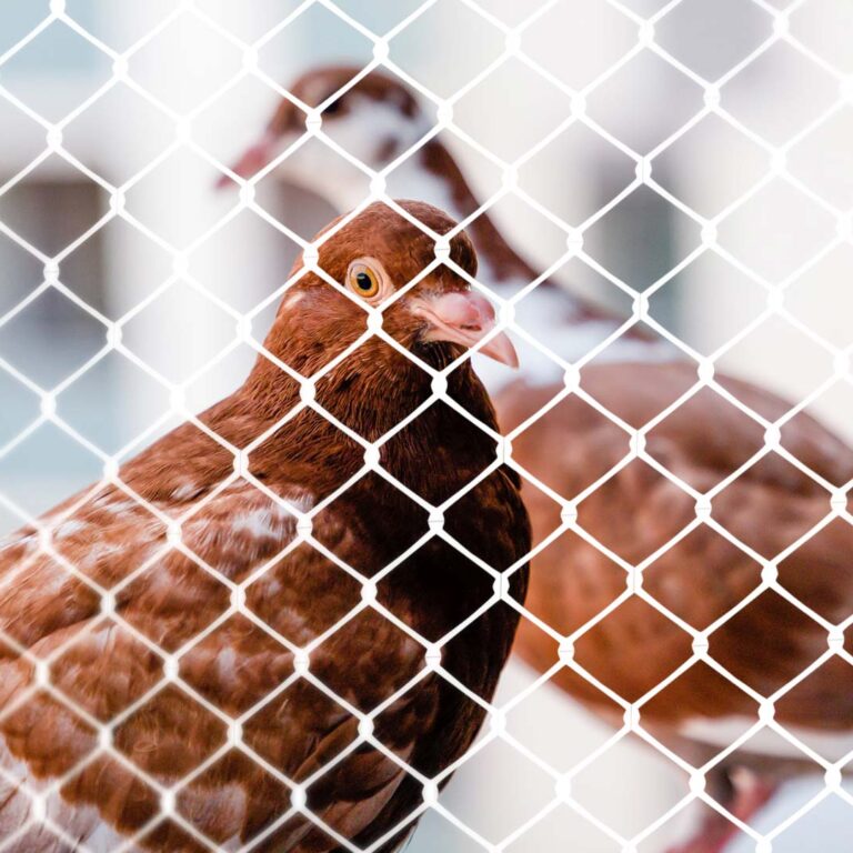 Instalação de Redes de Proteção e Telas de Proteção contra Pombos