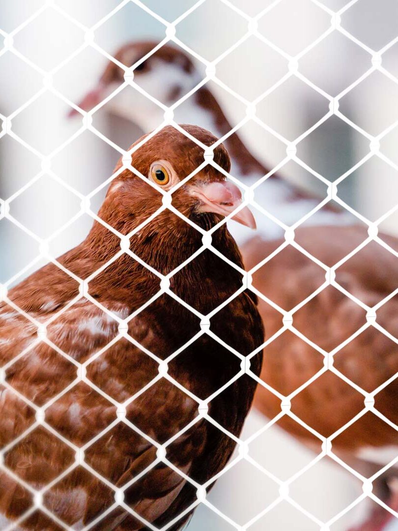 Instalação de Redes de Proteção e Telas de Proteção contra Pombos