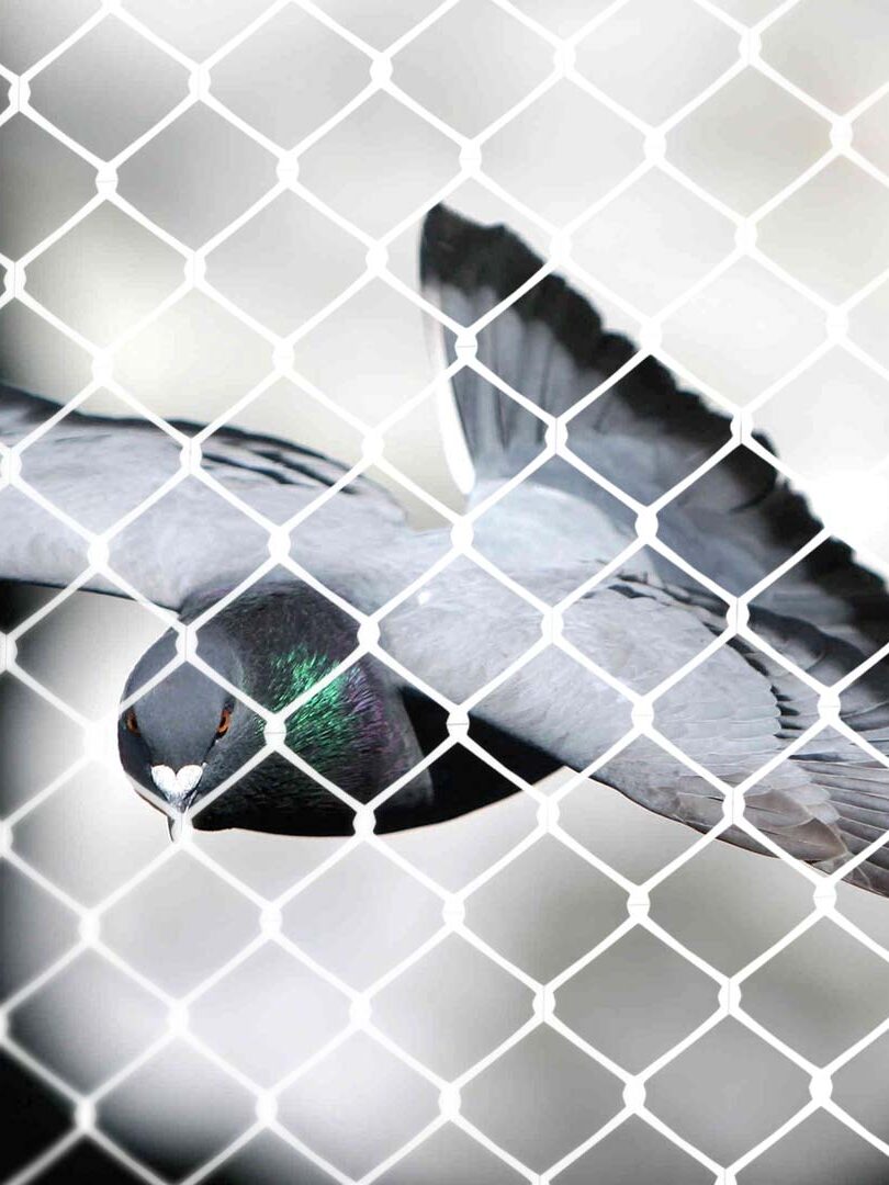 Redes de Proteção Contra Pombos