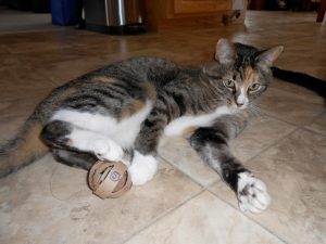 Os 10 melhores brinquedos caseiros para gatos