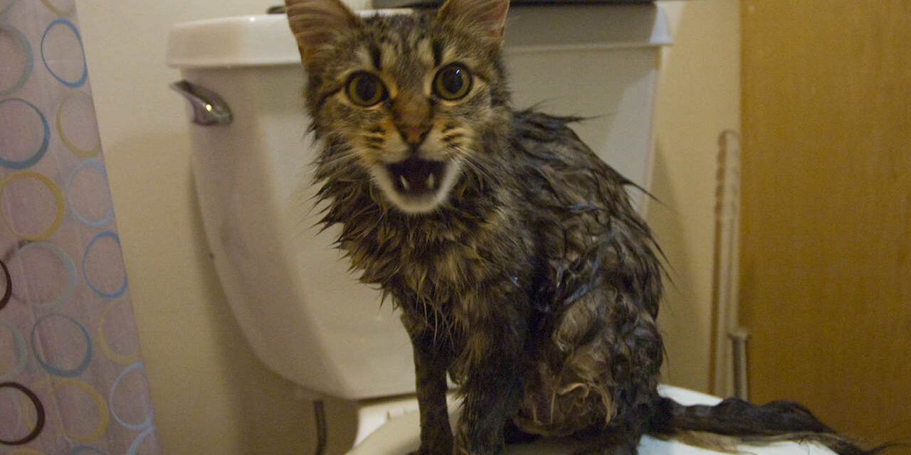 gato-tomando-banho Gato tomando banho