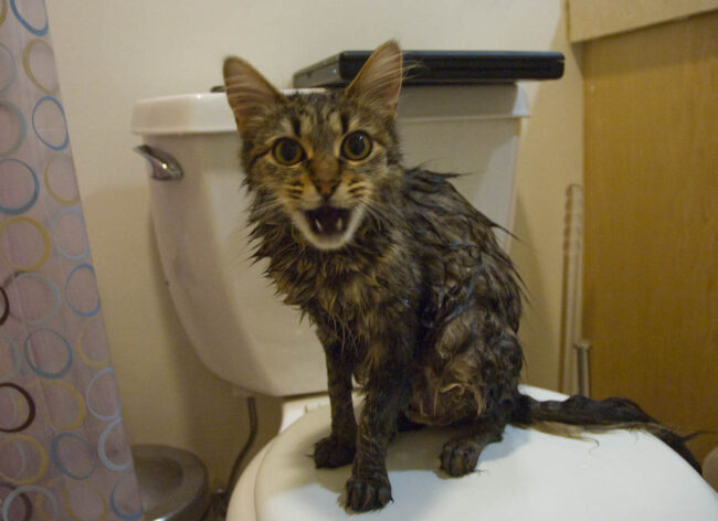 gato-tomando-banho Gato tomando banho