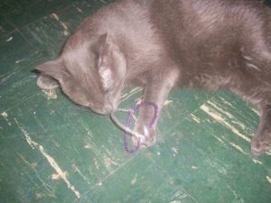 Os 10 melhores brinquedos caseiros para gatos