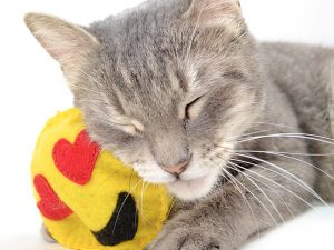 Os 10 melhores brinquedos caseiros para gatos