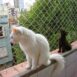 rede de proteção para gatos preço