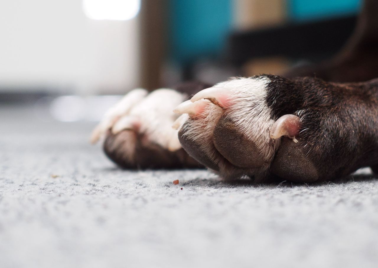 Dicas De Como Cortar Unha De Cachorro Life Redes De Prote o E Telas 