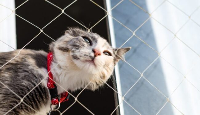 original-1fcf8f22ce54eeaa6e1d749b05237a48-780×450 Durabilidade da rede de proteção