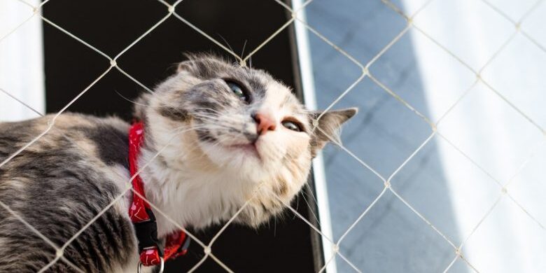 original-1fcf8f22ce54eeaa6e1d749b05237a48-780×450 Durabilidade da rede de proteção