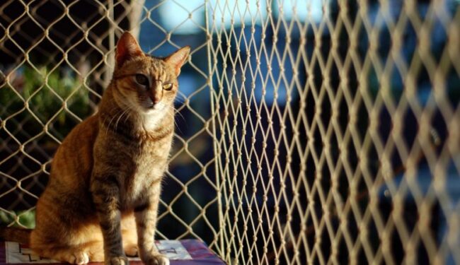 rede de proteção para gato preço