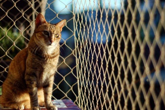 rede de proteção para gato preço