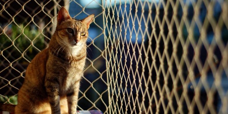 rede de proteção para gato preço