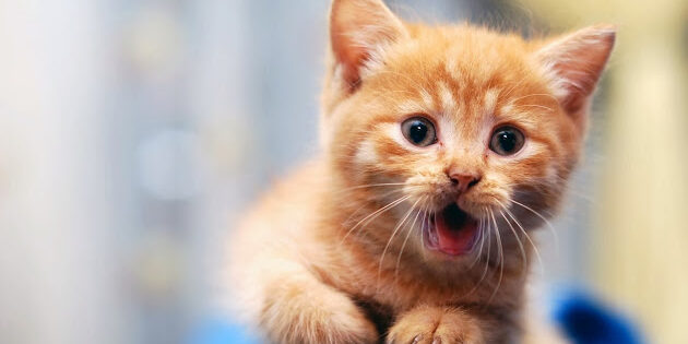 Telagem para Gatos Telagem para Gatos