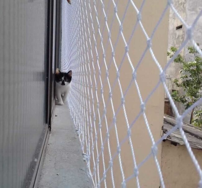Rede de proteção para gatos em muro