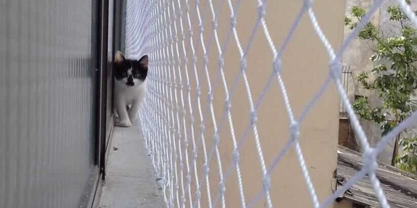 Rede de proteção para gatos em muro Rede de proteção para gatos em muro