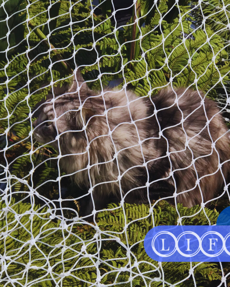 Rede de Proteção para Gatos e Animais Rede de Proteção para Gatos e Animais