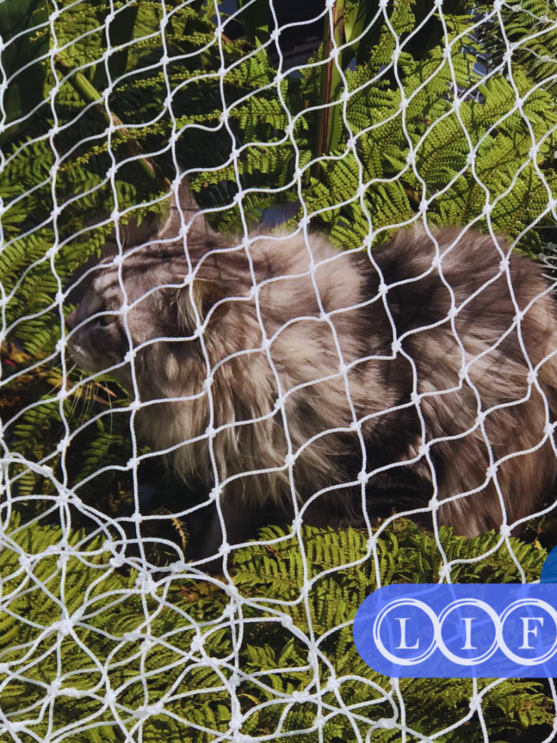 Rede de Proteção para Gatos e Animais Rede de Proteção para Gatos e Animais